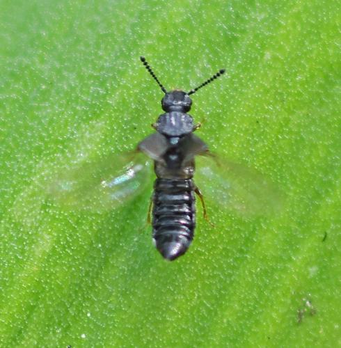 Réf. 338 541 : Anotylus sp.